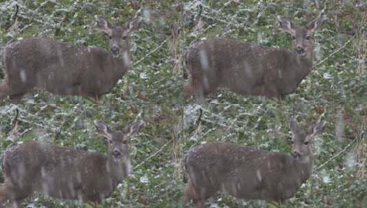 雪天一只小鹿在咀嚼食物高清在线视频素材下载