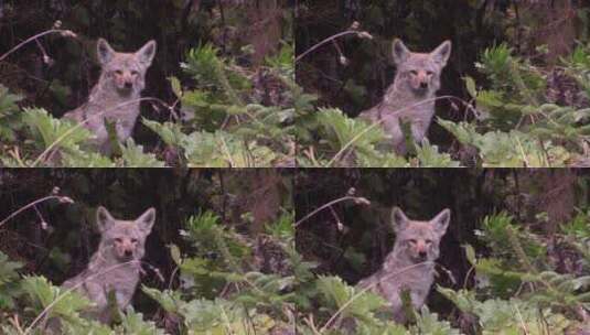 郊狼从森林里观察周围的环境高清在线视频素材下载