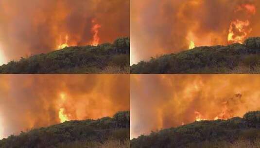 森林里发生火灾高清在线视频素材下载