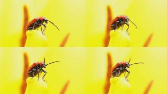 黄花上的甲虫高清在线视频素材下载
