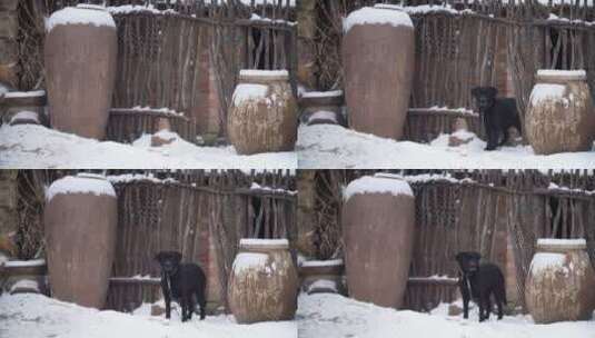 雪中的狗高清在线视频素材下载