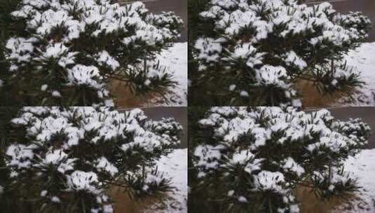 树枝冬天雪景白雪高清在线视频素材下载