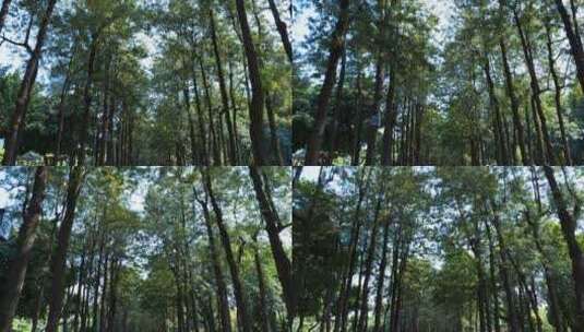 夏天阳光树林路面高清在线视频素材下载