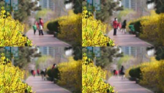 公园盛开的鲜艳花朵高清在线视频素材下载