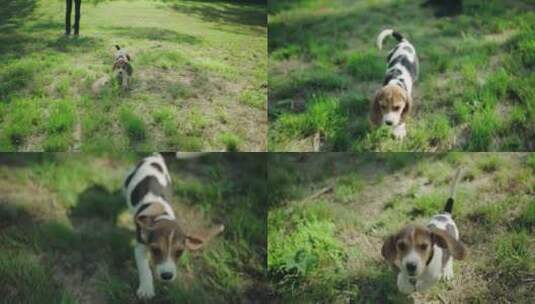 可爱小狗在草坪上玩耍遛狗高清在线视频素材下载