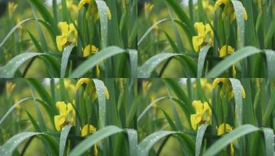 花园花房鲜花花卉特写高清在线视频素材下载