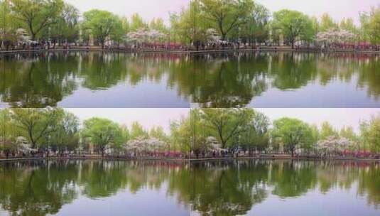 春游 公园高清在线视频素材下载