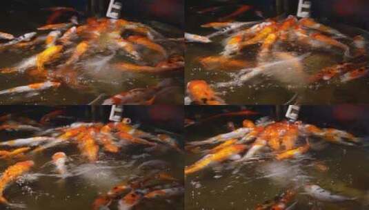 锦鲤鲤鱼富贵鱼池水池高清在线视频素材下载
