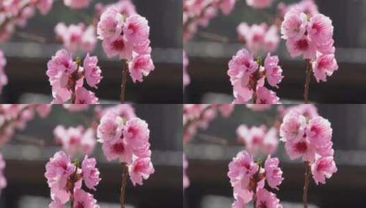 微距特写鲜花桃花粉色花朵高清在线视频素材下载