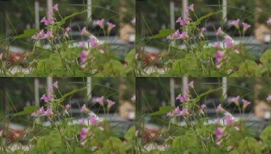 花丛中的野花高清在线视频素材下载