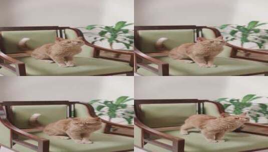 小猫咪的各种形态高清在线视频素材下载