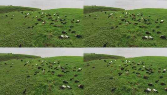 航拍草原上放养的羊群高清在线视频素材下载