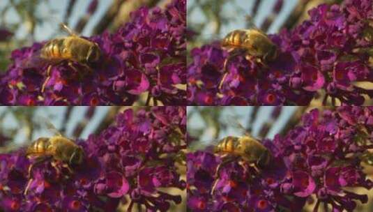 紫花上的大黄蜂高清在线视频素材下载