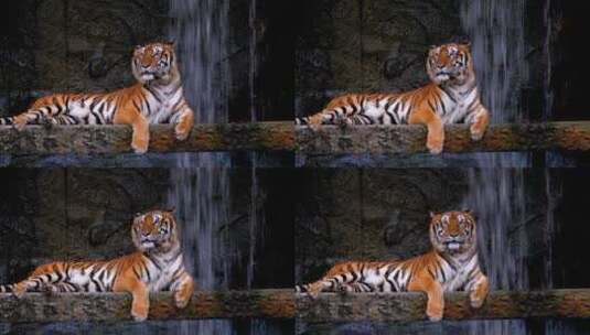 老虎趴在水池瀑布旁边动物园高清在线视频素材下载