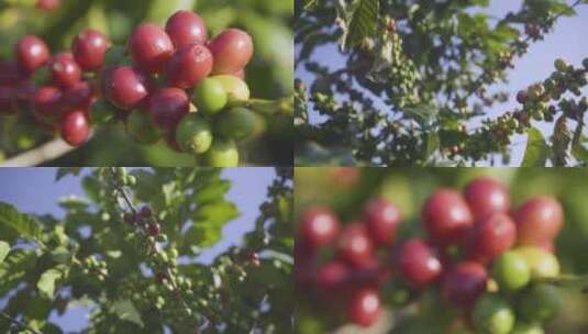 咖啡果实咖啡树咖啡豆的野外种植园高清在线视频素材下载