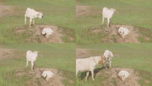 安徽省黄山市歙县杏村徽州大草原的羊羔高清在线视频素材下载