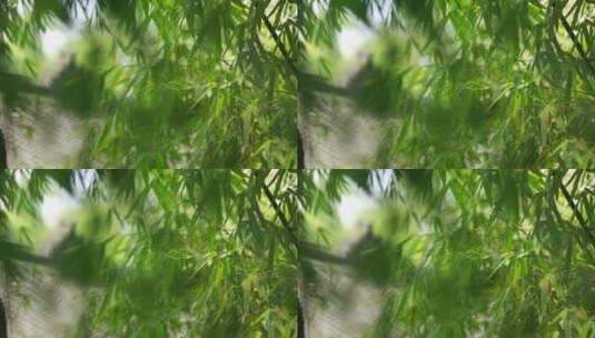 树木垂柳高清在线视频素材下载