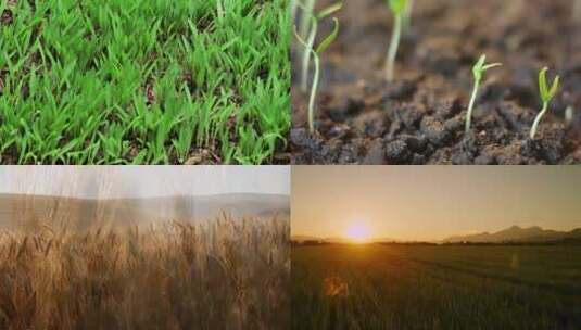 小麦农作物延时生长玉米农田农业生产高清在线视频素材下载