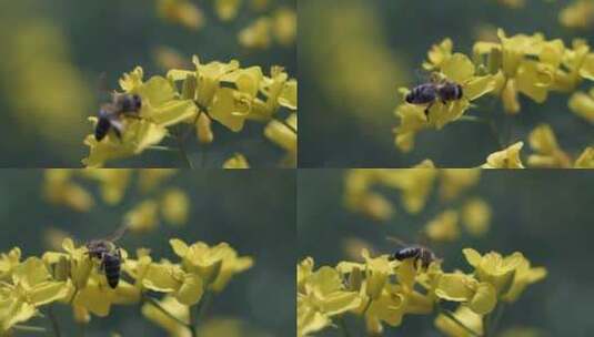 4k蜜蜂鲜花高清在线视频素材下载