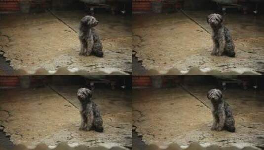 悲伤饥饿的狗在雨中淋湿高清在线视频素材下载