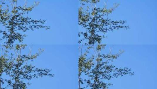 蓝天风吹树叶绿树阳光柔美空镜01高清在线视频素材下载