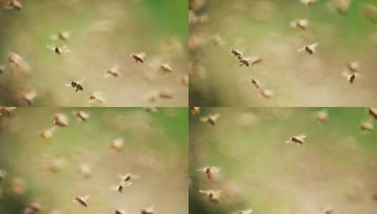春天绿色背景下空中飞舞的蜜蜂慢镜头高清在线视频素材下载