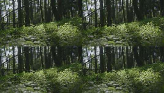 光影下，密林中的野草高清在线视频素材下载