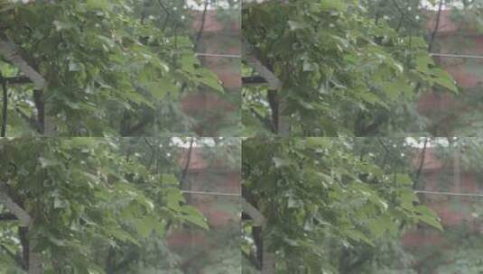 雨中的柿子树高清在线视频素材下载