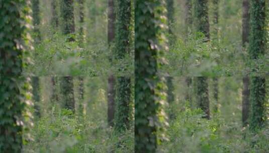 夏天树林中的风树叶摆动实拍视频高清在线视频素材下载