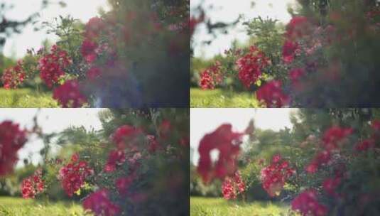 夏日公园里的红花高清在线视频素材下载