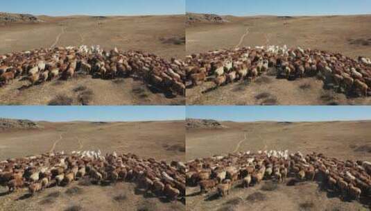 新疆阿勒泰草原农场绵羊群畜牧业景观高清在线视频素材下载