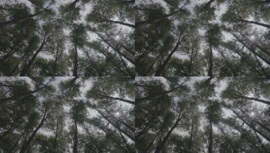 共青森林公园水杉林高清在线视频素材下载