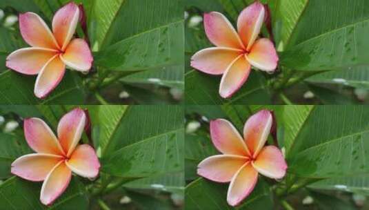 雨后清晨的热带花卉高清在线视频素材下载