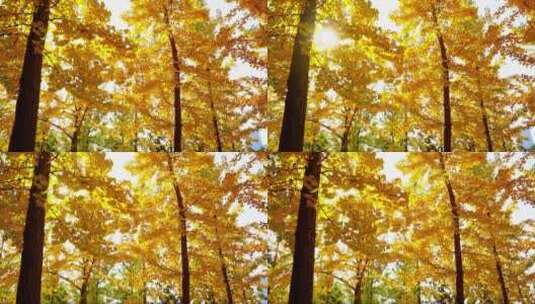 黄色的银杏树林高清在线视频素材下载