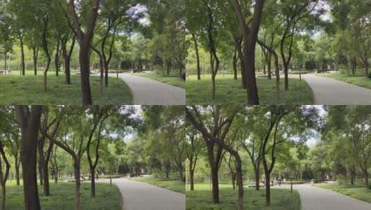 公园里小树林中的小路高清在线视频素材下载