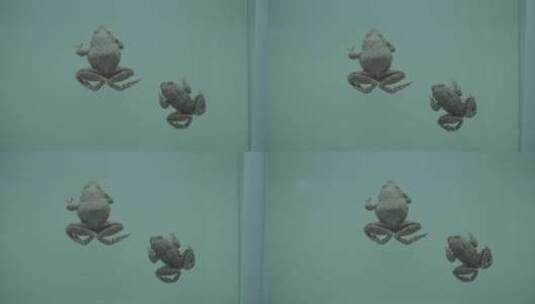 俯视青蛙蛤蟆两栖动物标本模型高清在线视频素材下载