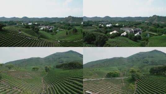 安吉白茶观景平台 茶厂茶山茶树航拍高清在线视频素材下载