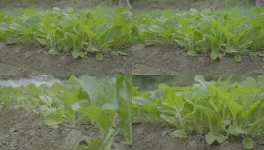 广东农村大山青菜种植高清在线视频素材下载