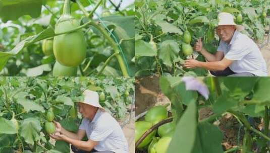 茄子种植高清在线视频素材下载