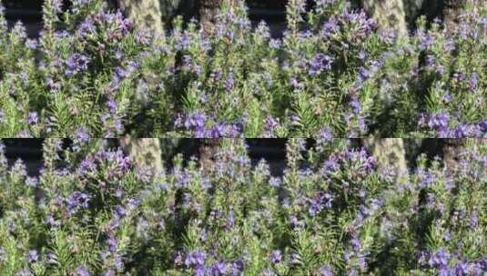 蜜蜂在迷迭香花朵上采蜜高清在线视频素材下载