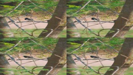 苦楝树林里的一只鹊鸲高清在线视频素材下载
