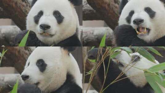 熊猫吃竹子脸部特写高清在线视频素材下载