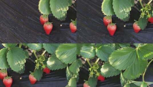 草莓大棚  草莓采摘园高清在线视频素材下载
