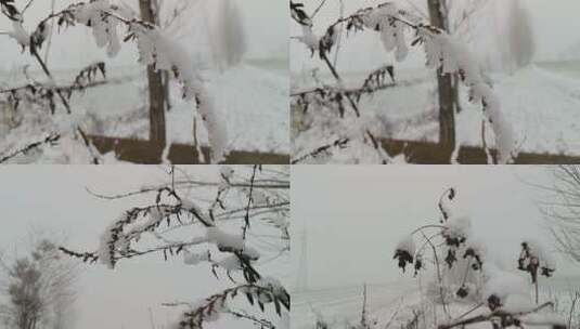挂满雪的枝头高清在线视频素材下载