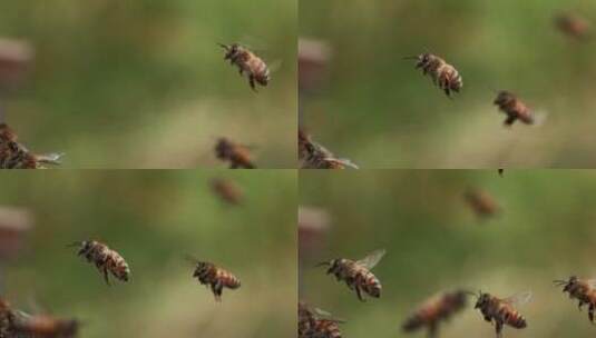 蜂群的慢动作，蜜蜂绕着蜂巢飞来飞去高清在线视频素材下载