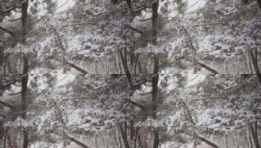 松树松针上的积雪和飞舞的雪花飘落3高清在线视频素材下载
