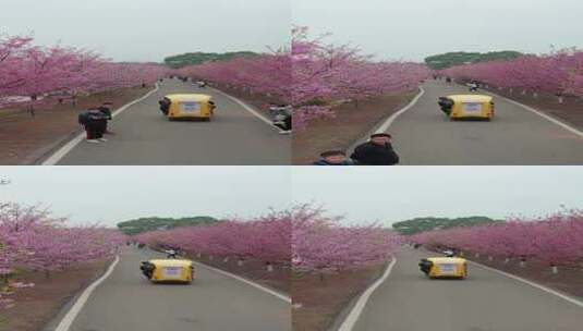 湖南省常宁市百万樱花园1080竖版航拍风光高清在线视频素材下载
