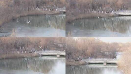 中国华北城市湿地秋冬白鹭鸟起飞唯美慢镜高清在线视频素材下载