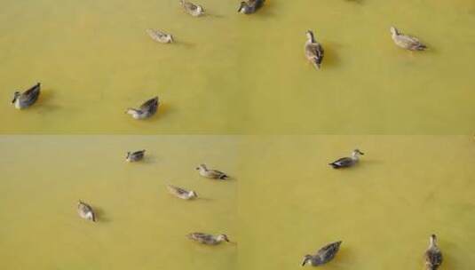 农村 池塘 鸭子高清在线视频素材下载