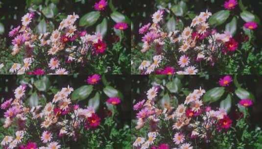 蝴蝶飞舞五彩花朵草丛在阳光下唯美盛开高清在线视频素材下载